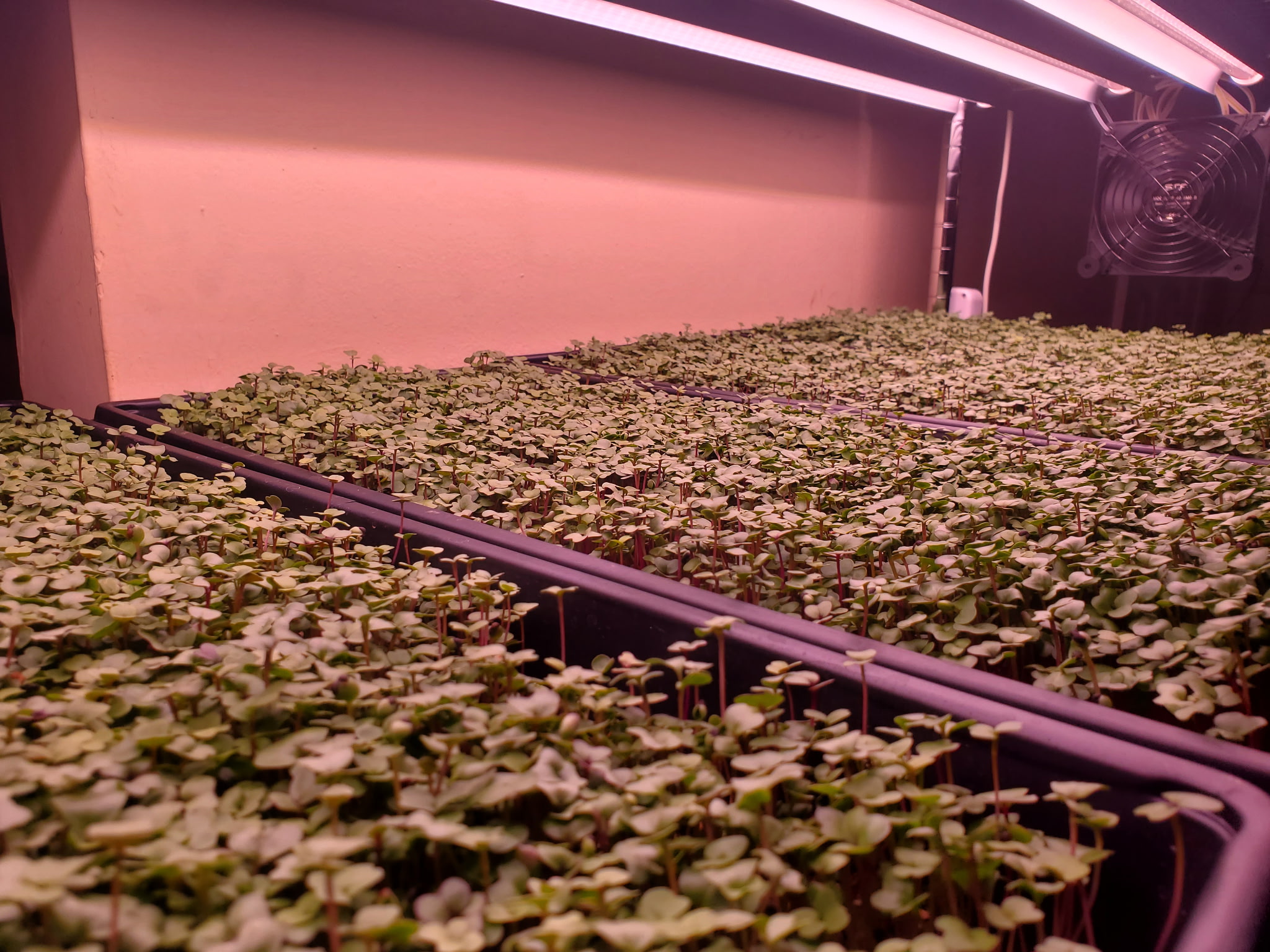 Microgreens growing process