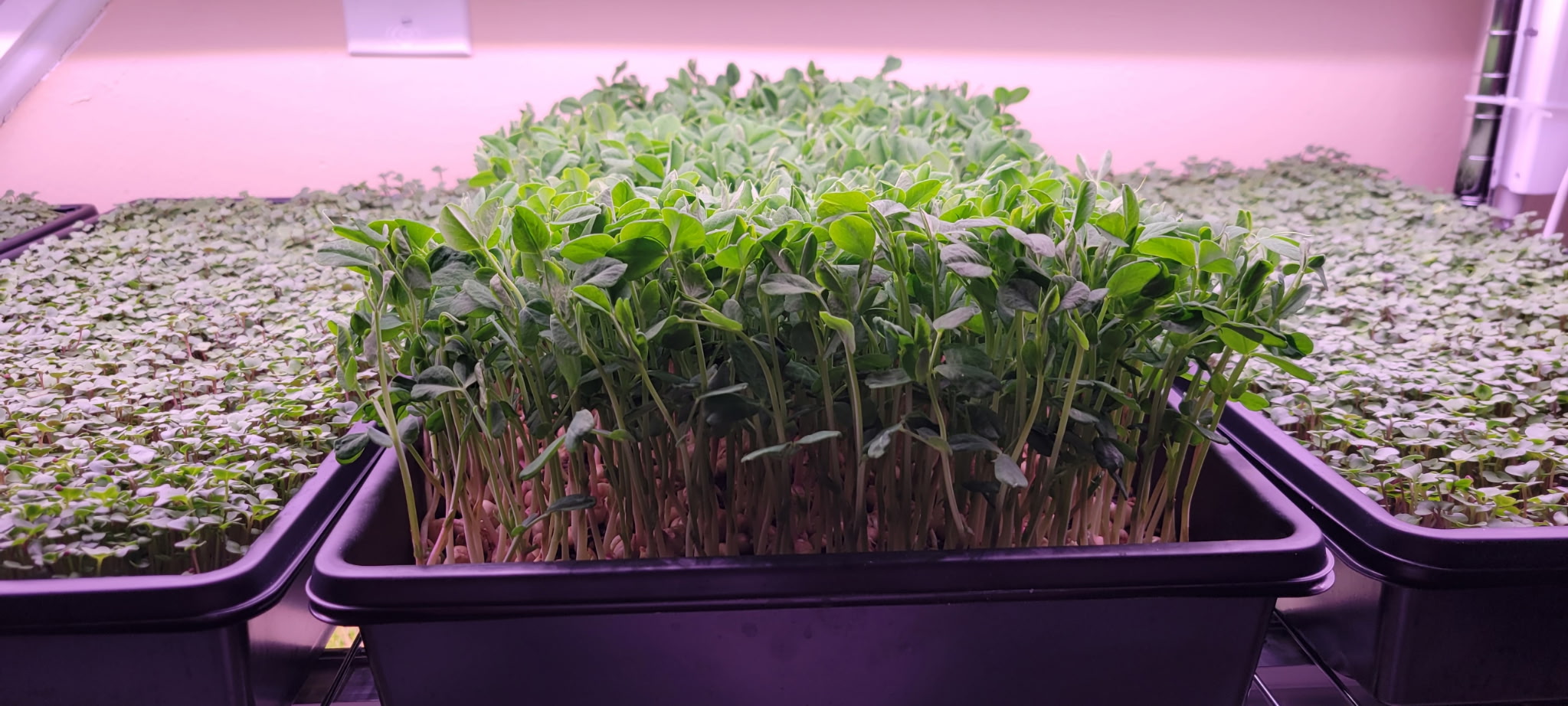 Fresh microgreens