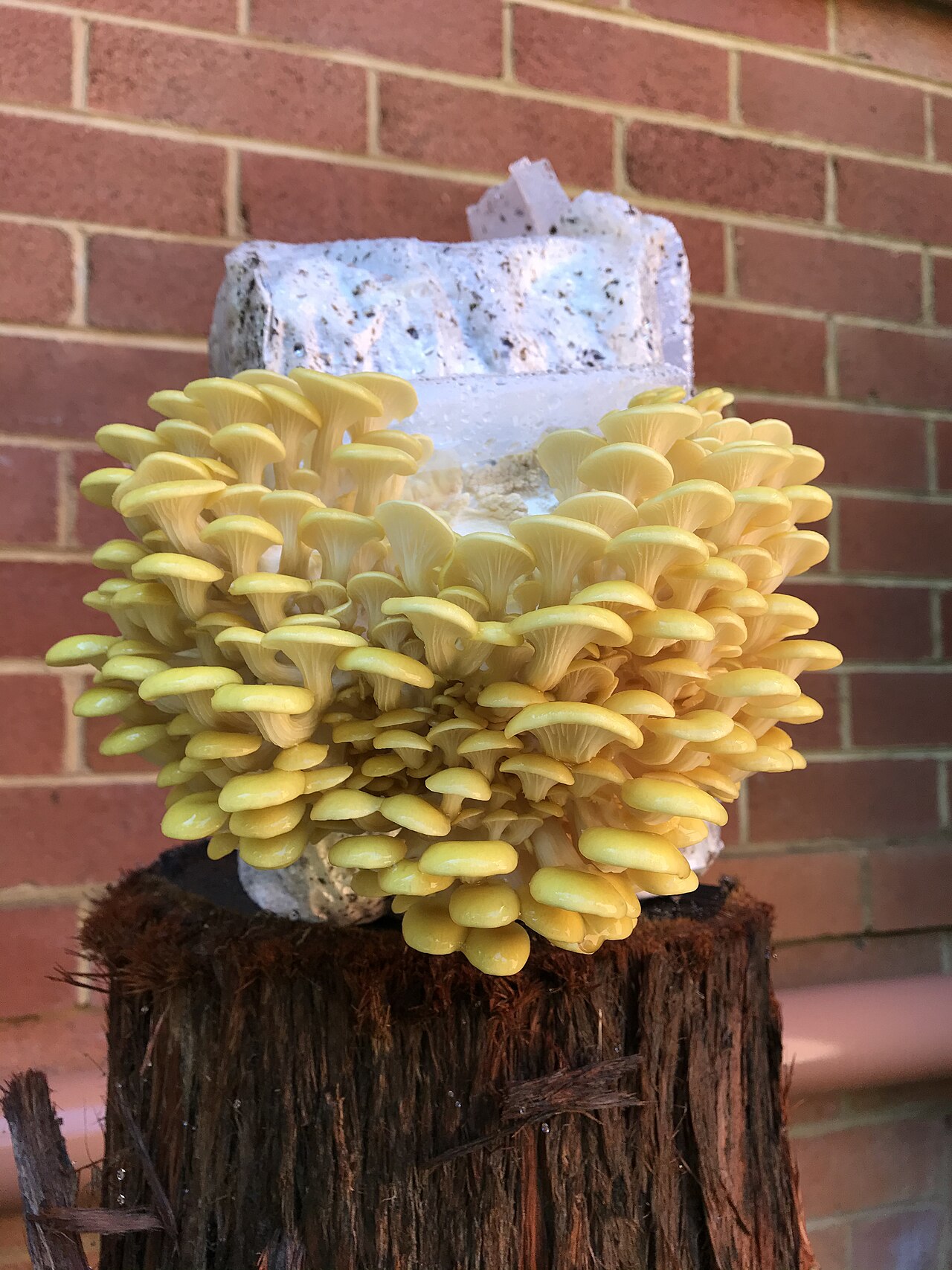 Gourmet mushrooms