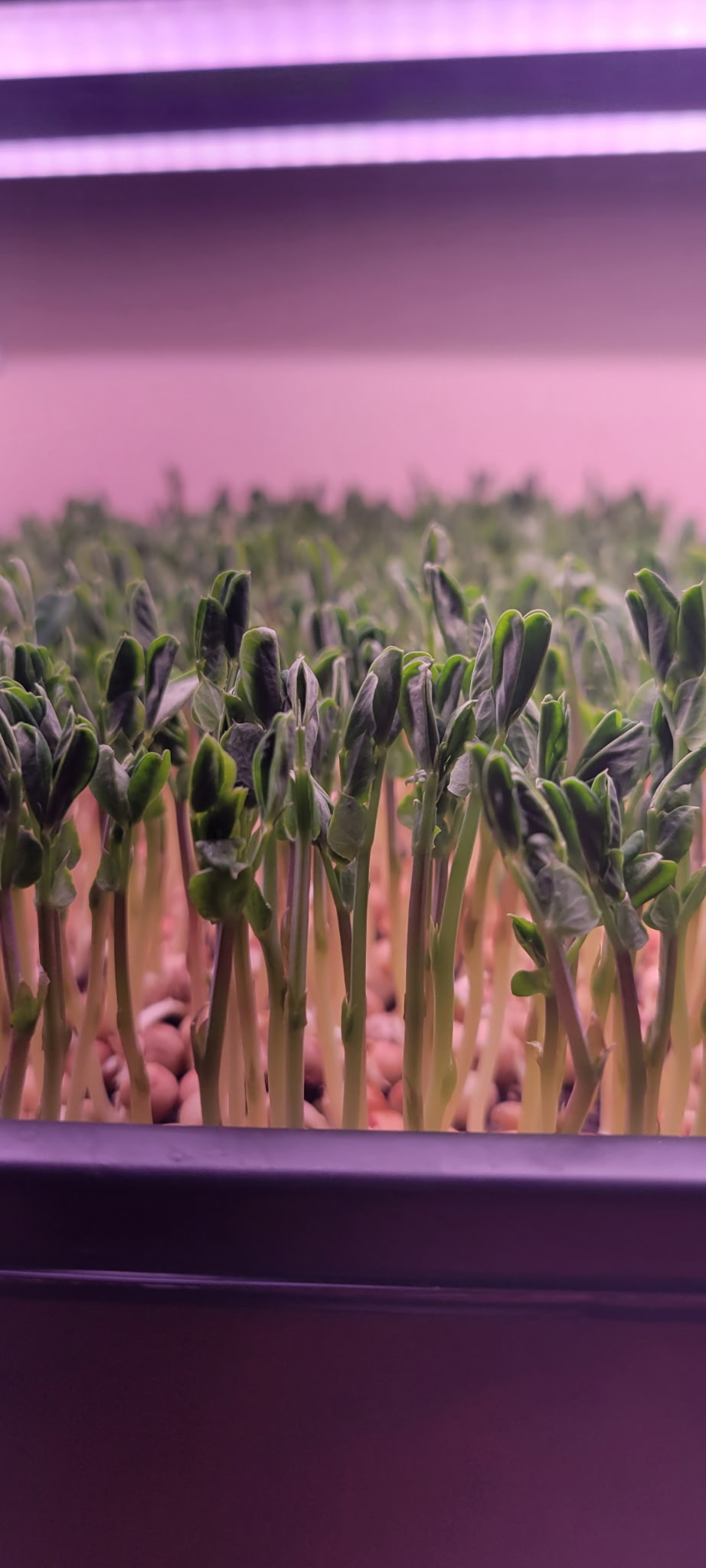 Fresh microgreens growing in trays