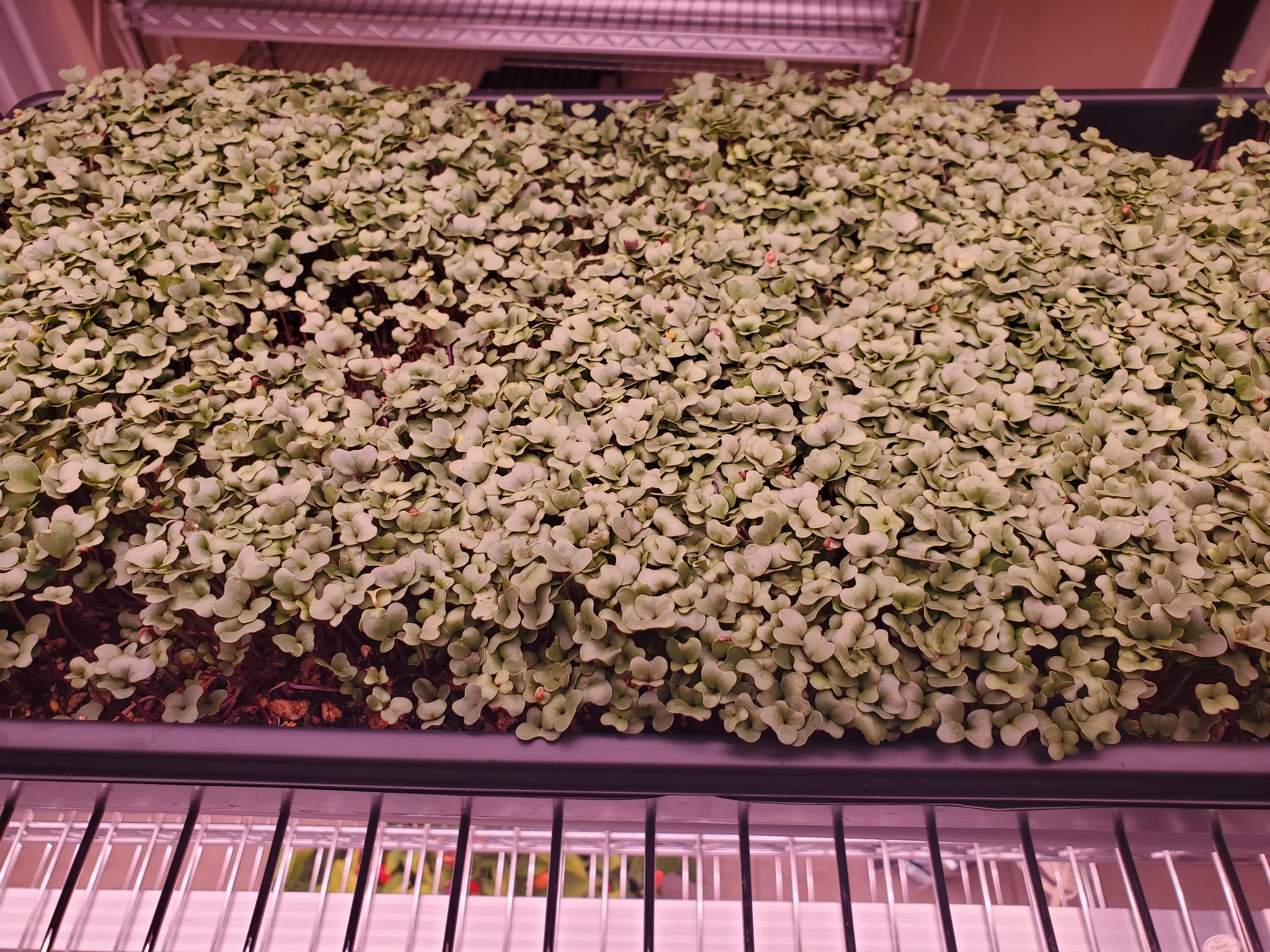 Fresh Microgreens
