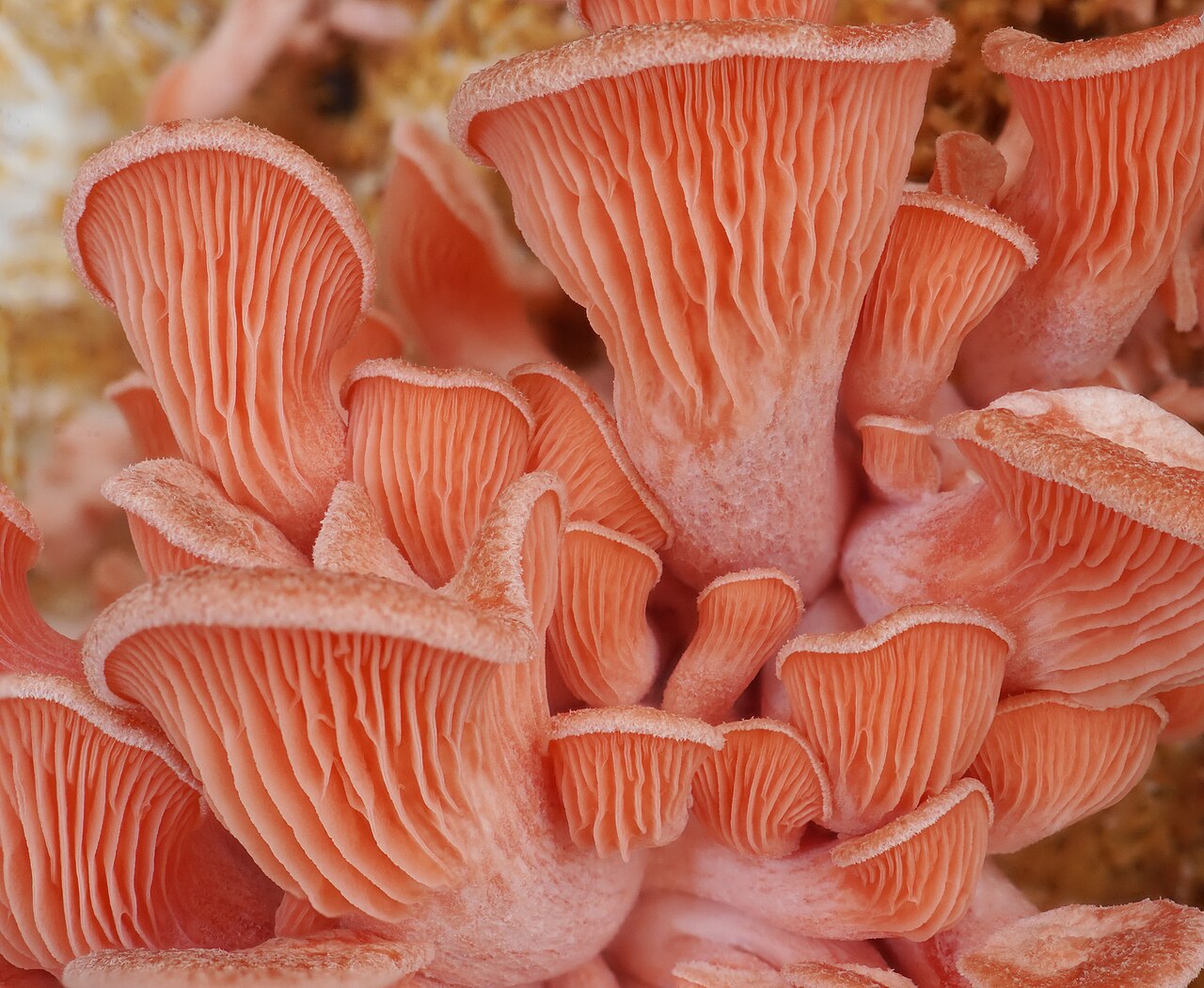 Gourmet Mushrooms